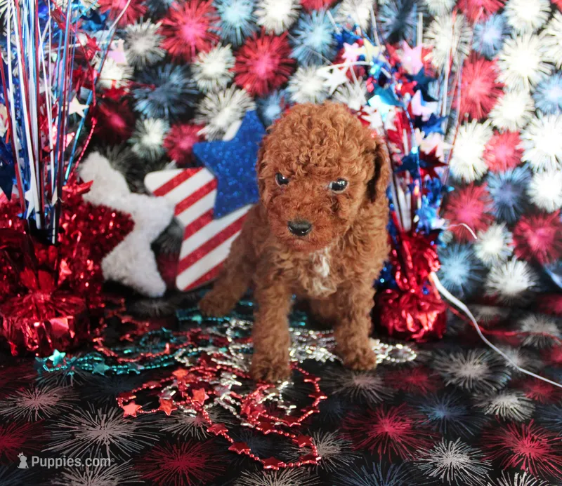 Tex – Poodle - Toy  puppy for sale in Ocala, FL