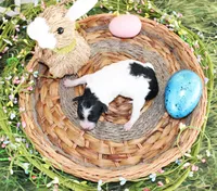 Lulu, a female Poodle - Toy  for sale in Ocala, FL – Photo 1 of 2