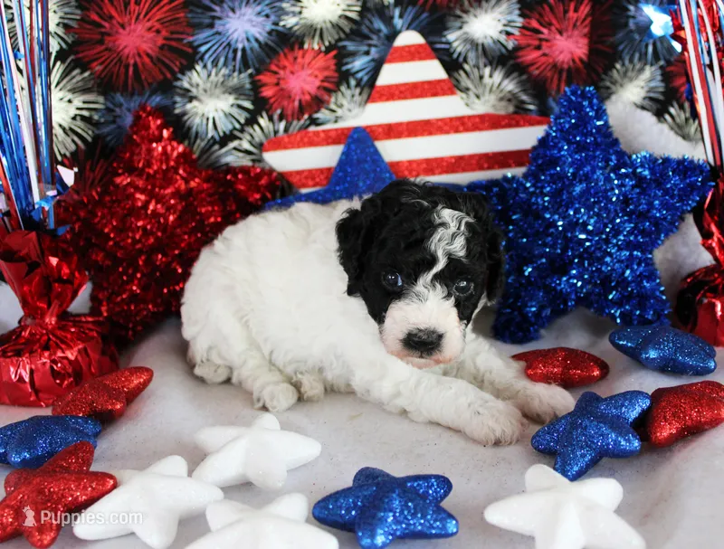 Lulu – Poodle - Toy  puppy for sale in Ocala, FL