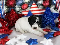 Lulu, a female Poodle - Toy  for sale in Ocala, FL – Photo 4 of 4