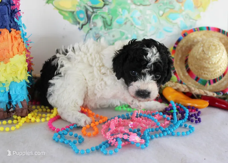 Lulu – Poodle - Toy  puppy for sale in Ocala, FL