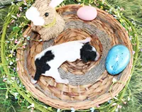 Lulu, a female Poodle - Toy  for sale in Ocala, FL – Photo 2 of 2