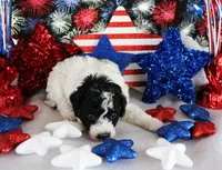 Lulu, a female Poodle - Toy  for sale in Ocala, FL – Photo 3 of 4