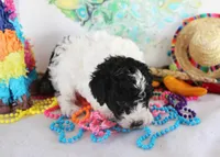 Lulu, a female Poodle - Toy  for sale in Ocala, FL – Photo 2 of 4