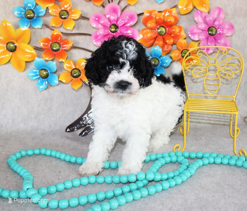 Lulu – Poodle - Toy  puppy for sale in Ocala, FL