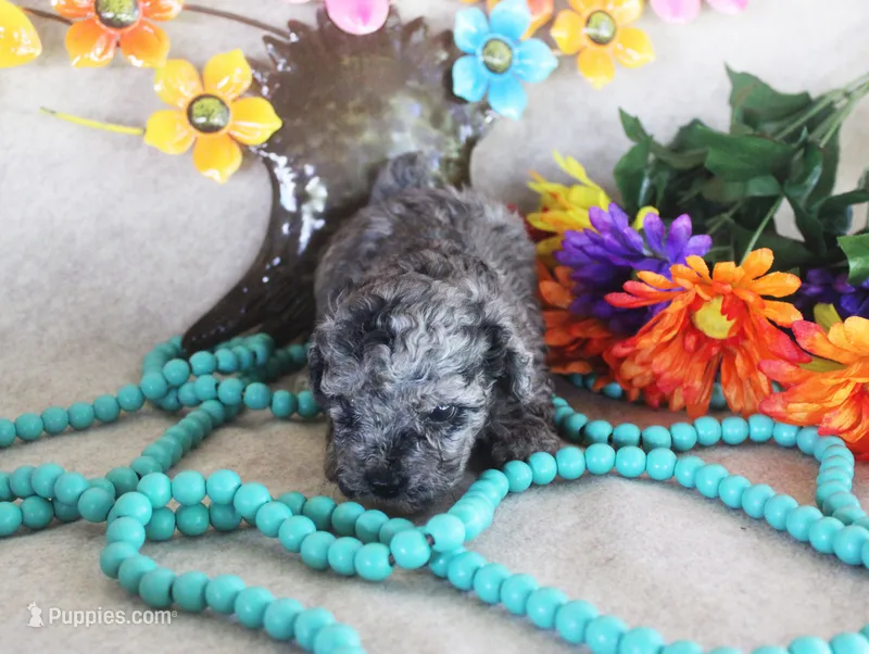 Neon – Poodle - Toy  puppy for sale in Ocala, FL