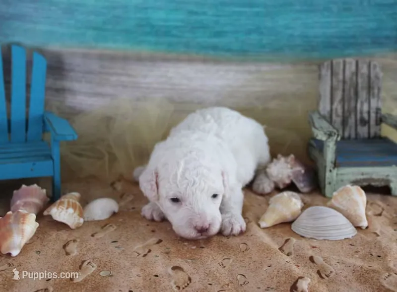 Elsa – Poodle - Toy  puppy for sale in Ocala, FL