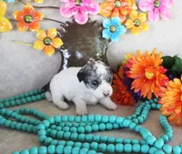 Spot, a male Poodle - Toy  for sale in Ocala, FL – 3 of 3
