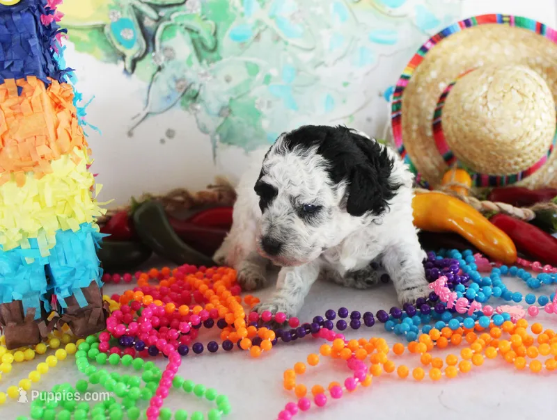 Tommy – Poodle - Toy  puppy for sale in Ocala, FL