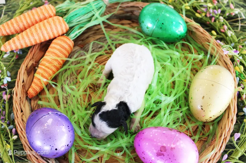 Tommy – Poodle - Toy  puppy for sale in Ocala, FL