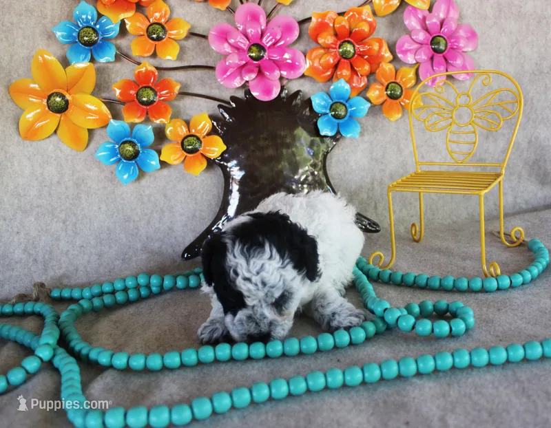 Tommy – Poodle - Toy  puppy for sale in Ocala, FL