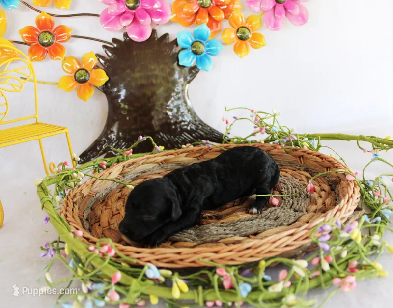 Missy – Poodle - Toy  puppy for sale in Ocala, FL