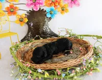 Missy, a female Poodle - Toy  for sale in Ocala, FL – 1 of 2
