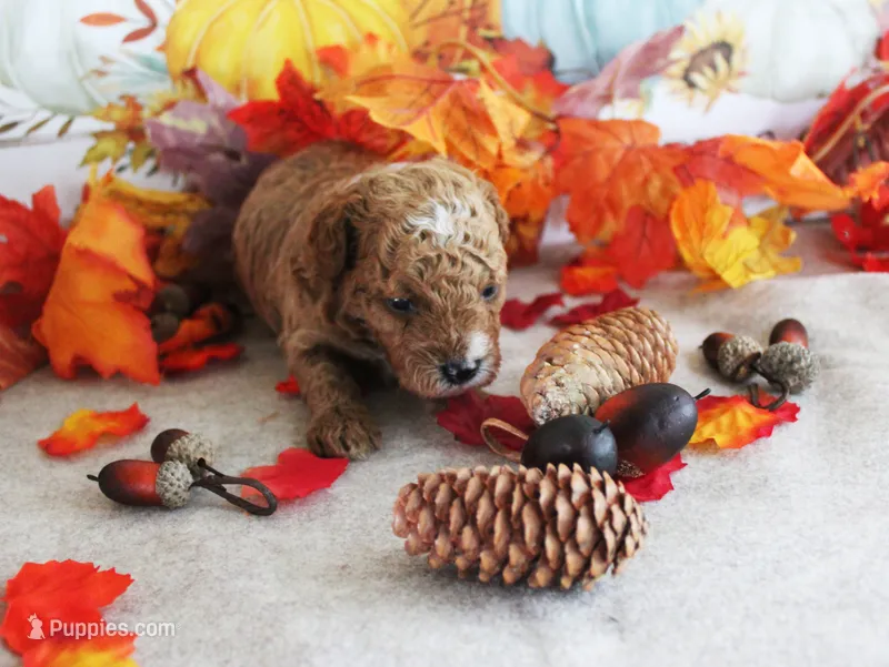 Rojo – Poodle - Toy  puppy for sale in Ocala, FL