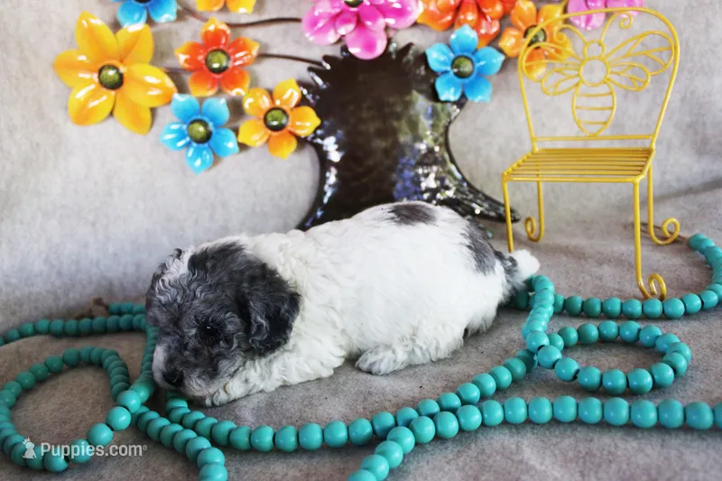 Tommy – Poodle - Toy  puppy for sale in Ocala, FL