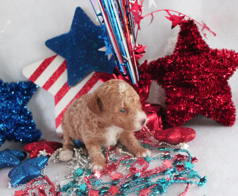 Timmy – Poodle - Toy  puppy for sale in Ocala, FL