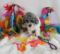 Randall, a male Poodle - Toy  for sale in Ocala, FL – Photo 1 of 2