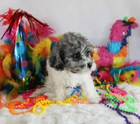 Randall, a male Poodle - Toy  for sale in Ocala, FL – Photo 2 of 2