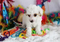 Lucas, a male Poodle - Toy  for sale in Ocala, FL – Photo 3 of 3