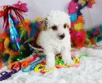 Lucas, a male Poodle - Toy  for sale in Ocala, FL – Photo 2 of 3