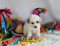 Lucas, a male Poodle - Toy  for sale in Ocala, FL – Photo 1 of 3