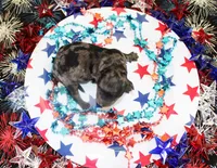 fancy, a female Poodle - Toy  for sale in Ocala, FL – 1 of 2