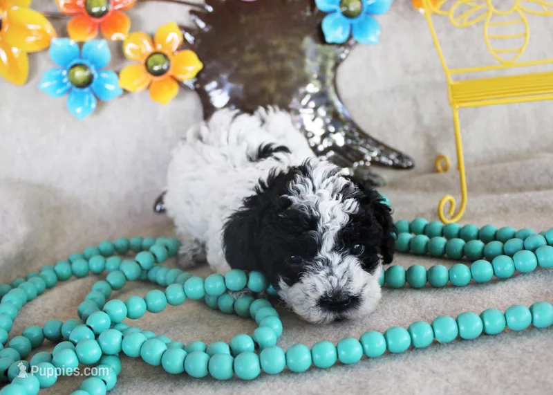 Luna – Poodle - Toy  puppy for sale in Ocala, FL