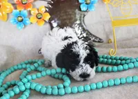 Luna, a female Poodle - Toy  for sale in Ocala, FL – 1 of 3