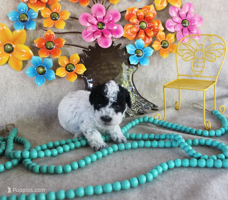 Luna – Poodle - Toy  puppy for sale in Ocala, FL