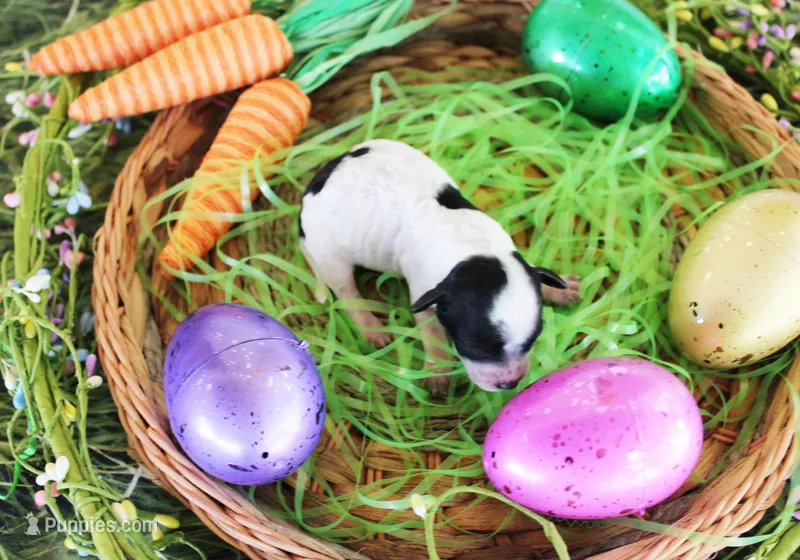 Luna – Poodle - Toy  puppy for sale in Ocala, FL