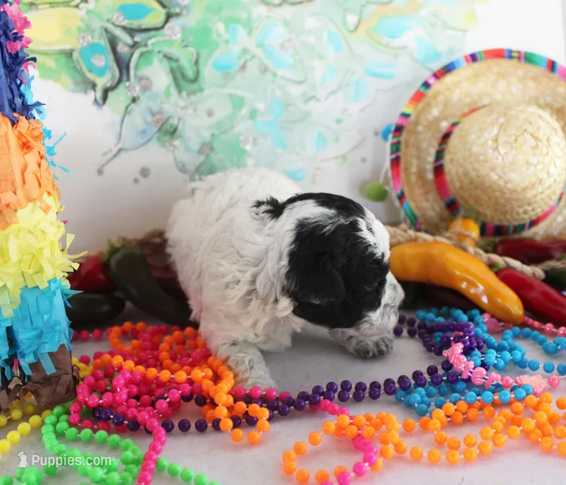 Luna – Poodle - Toy  puppy for sale in Ocala, FL