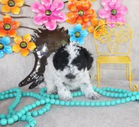 Luna, a female Poodle - Toy  for sale in Ocala, FL – 2 of 3