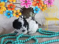 Luna, a female Poodle - Toy  for sale in Ocala, FL – 3 of 3