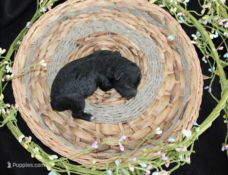 Nicky – Poodle - Toy  puppy for sale in Ocala, FL