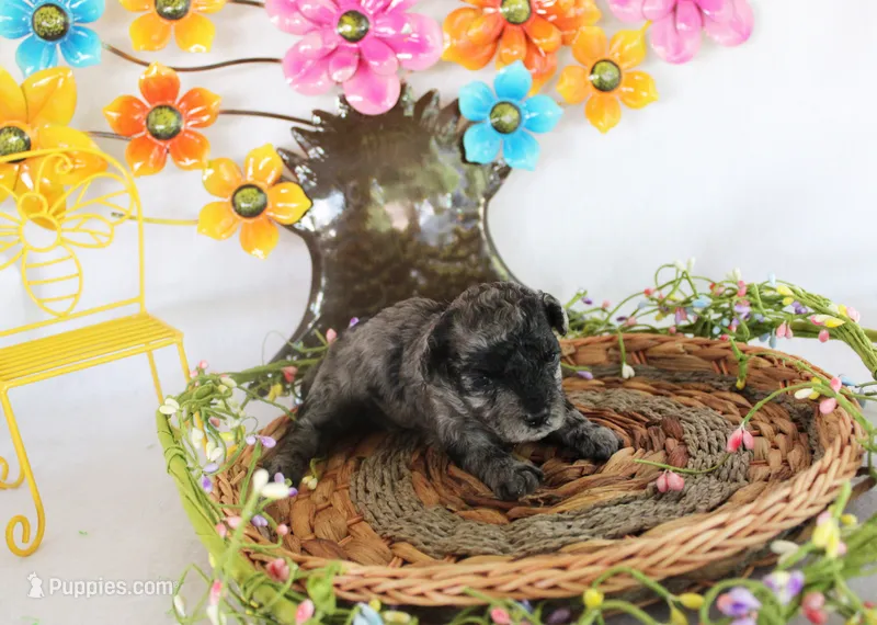 fancy – Poodle - Toy  puppy for sale in Ocala, FL