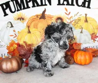 Moon, a male Poodle - Toy  for sale in Ocala, FL – 2 of 2