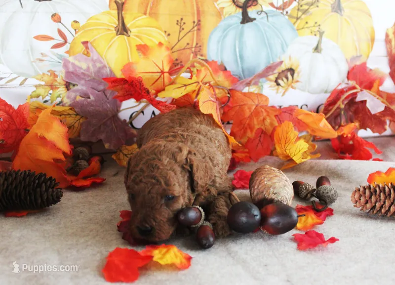 Rusty – Poodle - Toy  puppy for sale in Ocala, FL