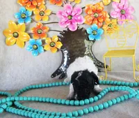 Selina, a female Poodle - Toy  for sale in Ocala, FL – 2 of 2