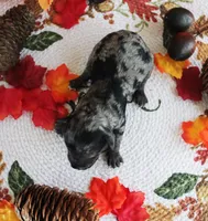 Jaden, a male Poodle - Toy  for sale in Ocala, FL – 2 of 2