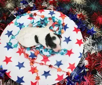Tito, a male Poodle - Toy  for sale in Ocala, FL – 2 of 2