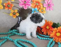 Sammy, a male Poodle - Toy  for sale in Ocala, FL – 2 of 2