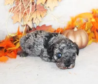 Calvin, a male Poodle - Toy  for sale in Ocala, FL – 2 of 2