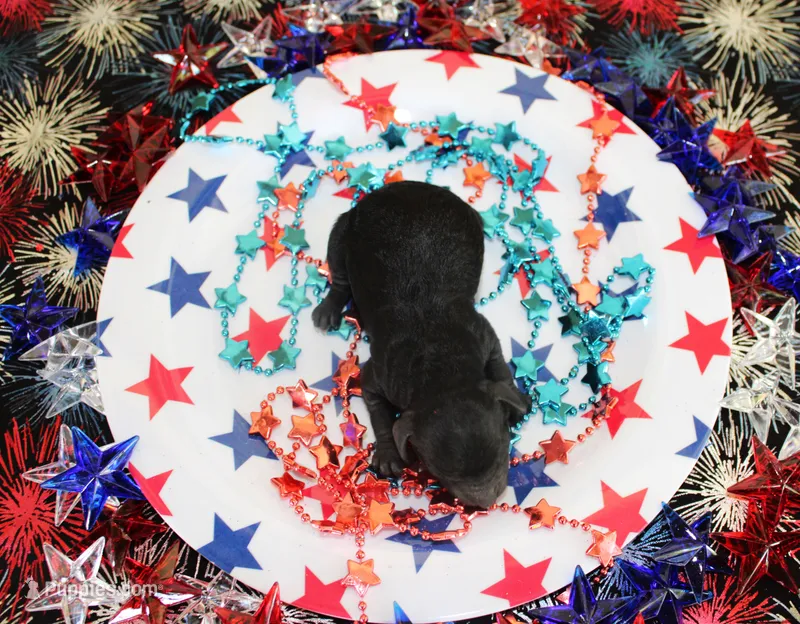 Lance – Poodle - Toy  puppy for sale in Ocala, FL