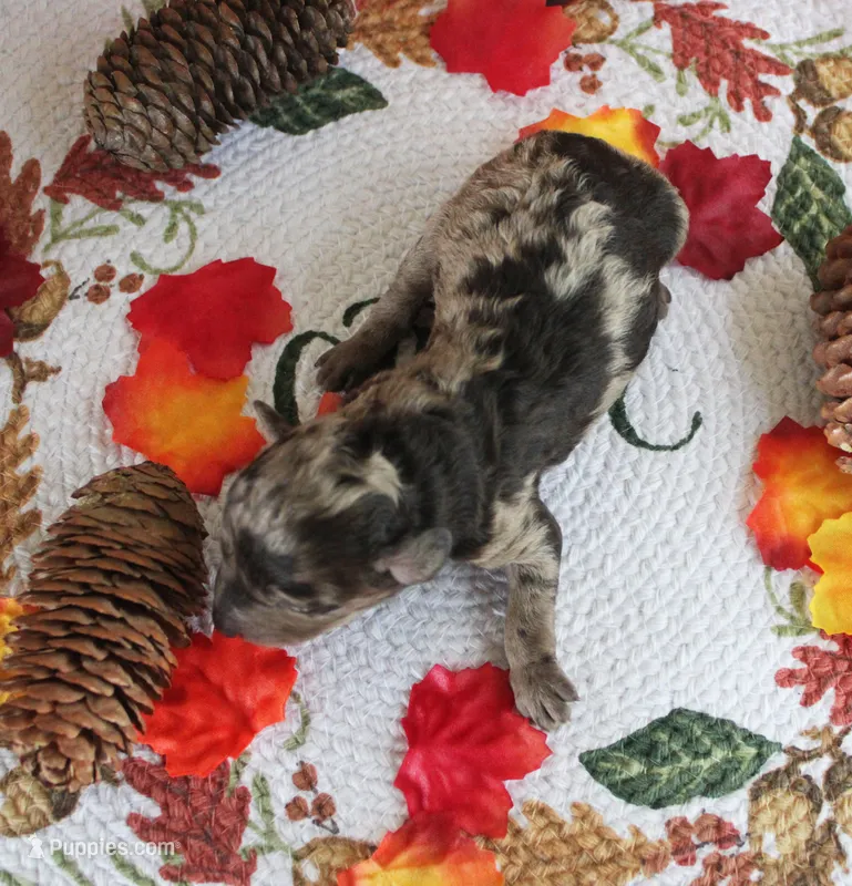 Moon – Poodle - Toy  puppy for sale in Ocala, FL