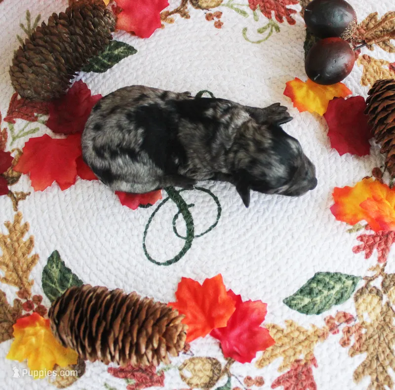 Jaden – Poodle - Toy  puppy for sale in Ocala, FL