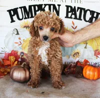 Rusty, a male Poodle - Toy  for sale in Ocala, FL – 2 of 4
