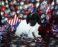 Selina, a female Poodle - Toy  for sale in Ocala, FL – 4 of 4