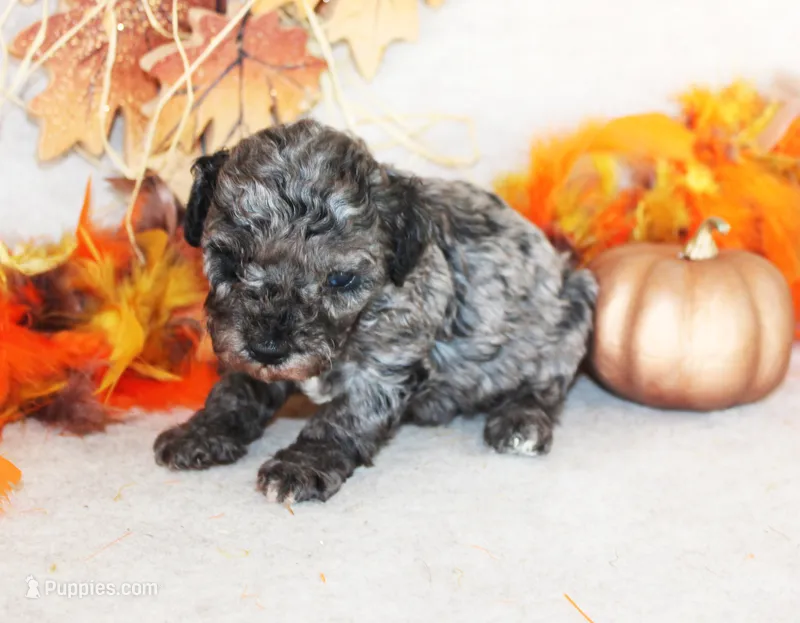 Calvin – Poodle - Toy  puppy for sale in Ocala, FL