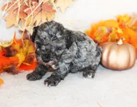 Calvin, a male Poodle - Toy  for sale in Ocala, FL – 1 of 2