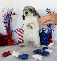 Harvey, a male Poodle - Toy  for sale in Ocala, FL – 4 of 4